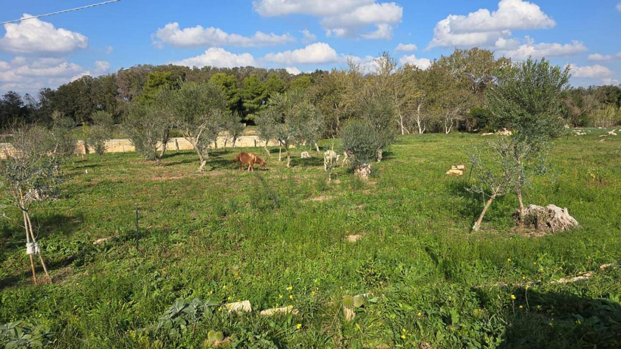 Agricampeggio Tenuta Ferrario in Gallipoli, Golfo di Taranto
