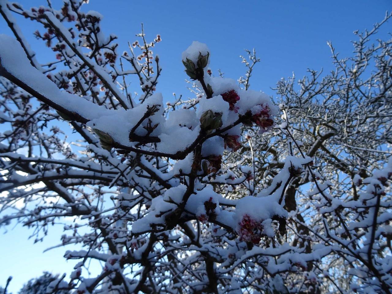 Ganze Ferienwohnung, Strandkoje - Id 48293 - Fw Strandkoje in Ahrenshoop, Fischland