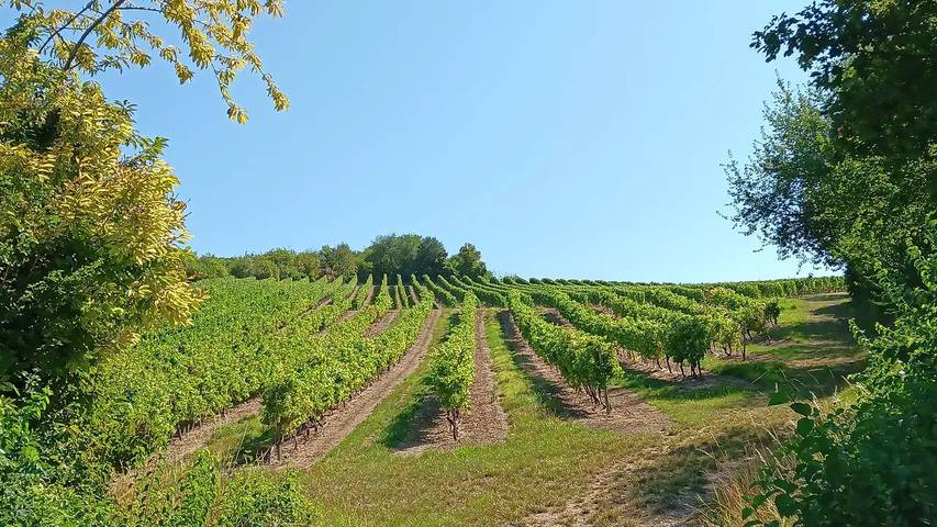 Ferienhaus für 4 Personen, mit Garten in Rheinhessen - 4