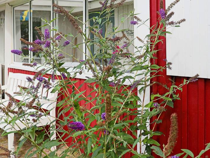 Ferienhaus für 4 Personen, mit Terrasse und Garten in Mellbystrand - 4