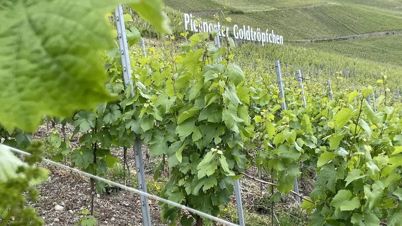 Ganze Ferienwohnung, Ferienwohnung für 2 Personen (55 m²) in Piesport in Piesport, Bernkastel-Kues & Umgebung