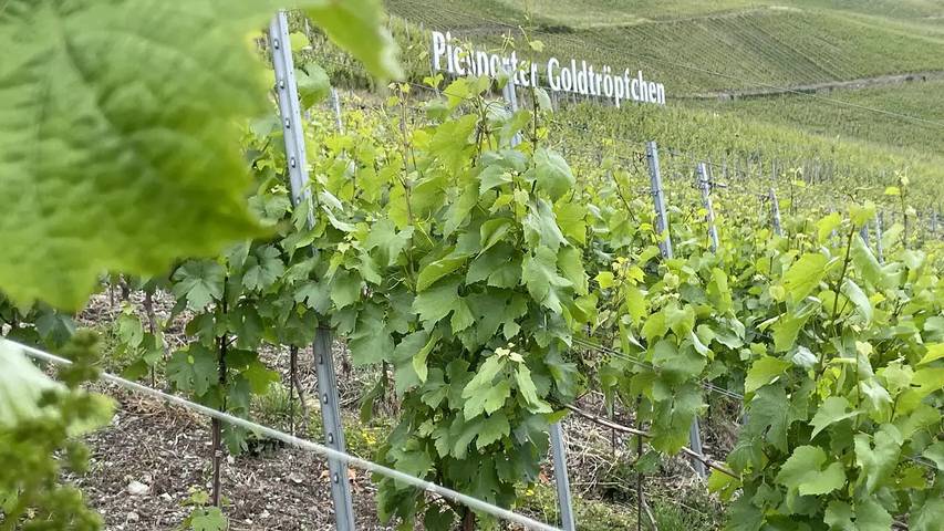 Ferienwohnung für 2 Personen, mit Garten in Piesport - 3