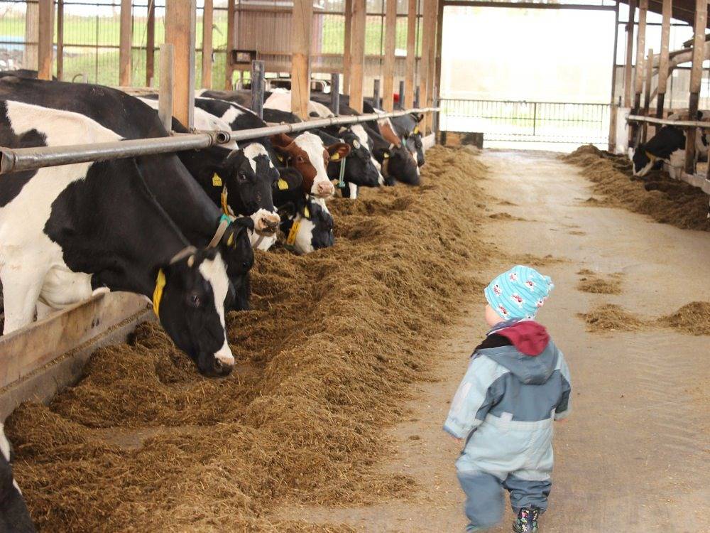 Ferienhof Struve - Österlied in Wennbüttel, Albersdorf und Umgebung