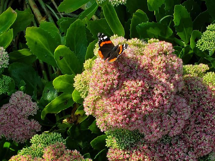 Ferienwohnung für 4 Personen, mit Garten und Terrasse sowie Ausblick in Hinte - 4