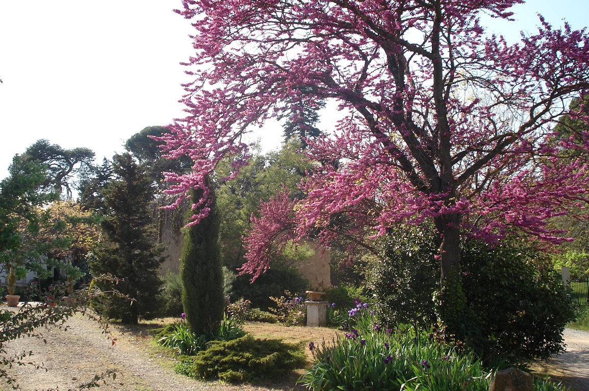 Sous Les Pins Aux Cheveux verts - Chambre in Montséret, Région de Narbonne