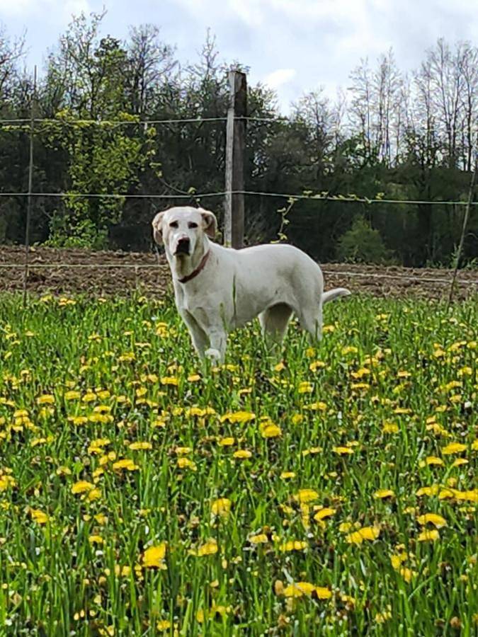 Location de vacances pour 2 personnes, avec vue et jardin, animaux acceptés à Castelnovo ne' Monti - 2