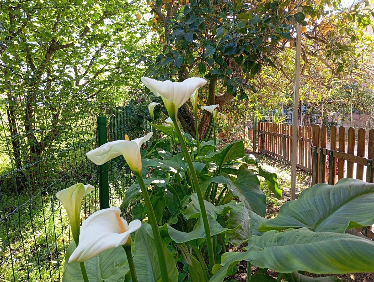 B&B Esterina in Pontecagnano Faiano, Costa tirrenica Campania