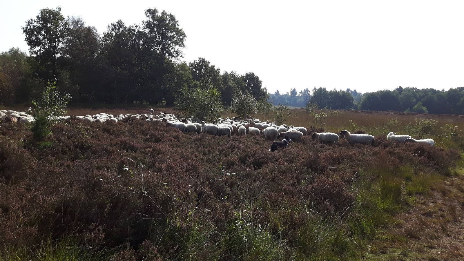 Gemütliche Holzhütte für 2 Personen mit Holzofen und Veranda in Westerbork, Drenthe in Drenthe