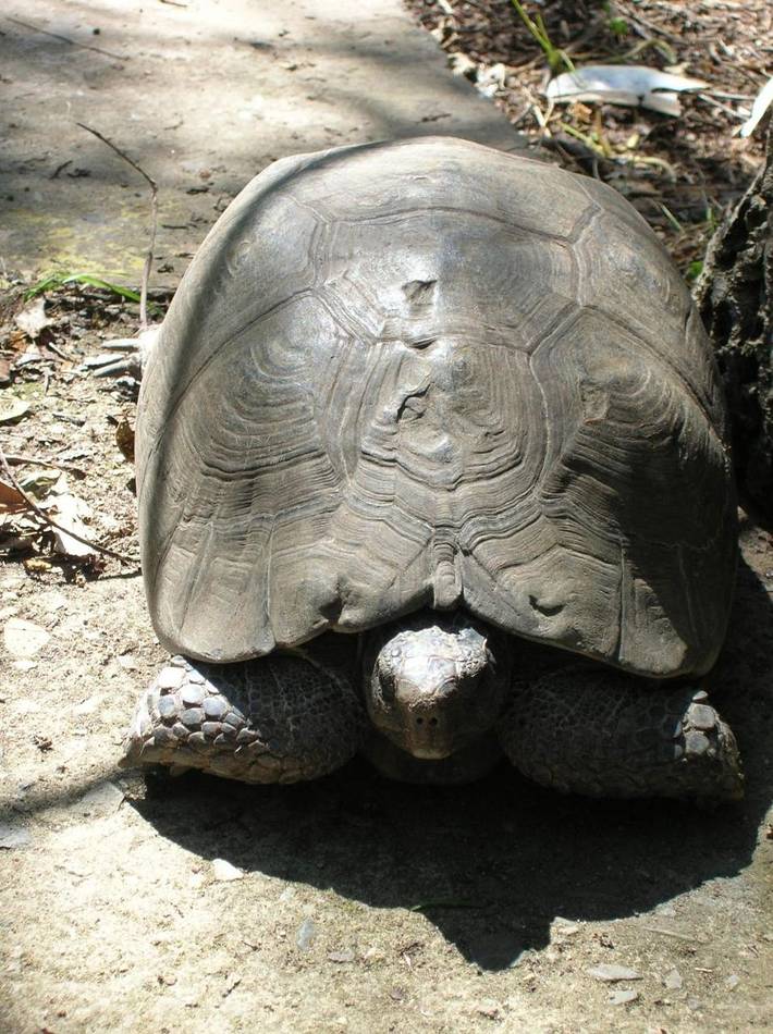 Location de vacances pour 3 personnes, avec vue ainsi que terrasse et jardin, animaux acceptés à Fluminimaggiore - 3