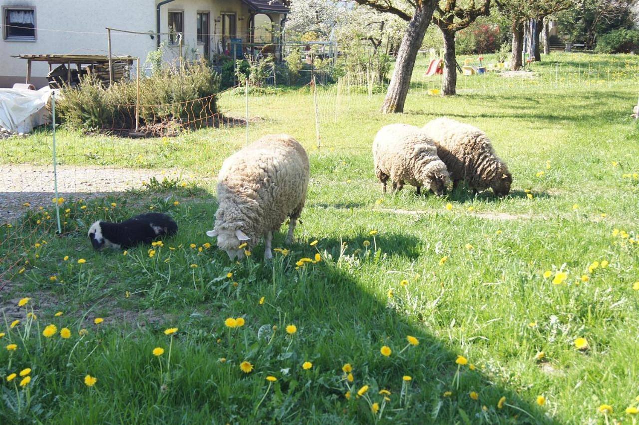 Ganze Wohnung, Ferienwohnung im Obstgarten in Achberg, Region Bodensee-Oberschwaben