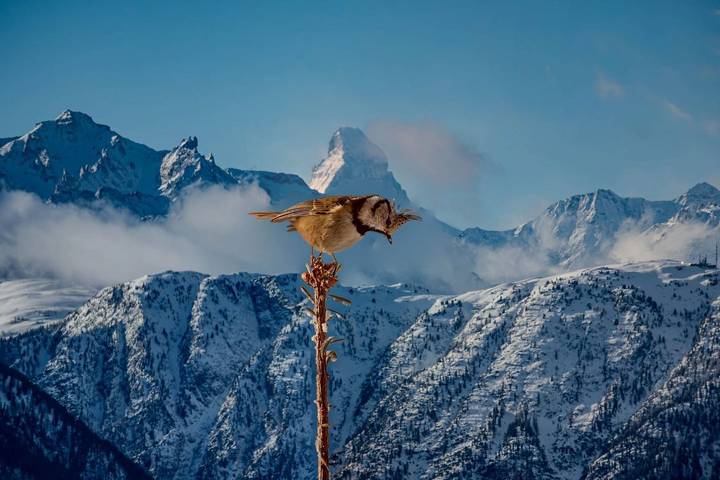 Gîte pour 4 personnes, avec balcon/terrasse ainsi que vue et balcon à Bettmeralp - 3
