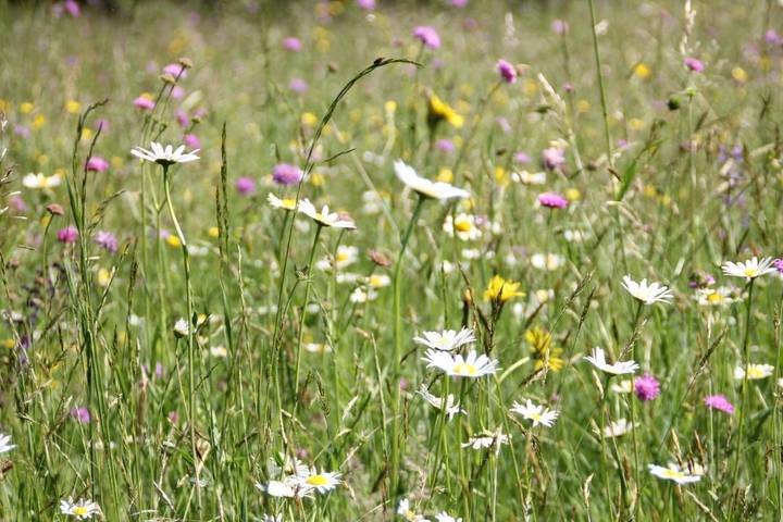Location de vacances pour 3 personnes, avec jardin et vue à Tione di Trento - 2