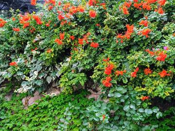 Villa voor 5 Personen in Sorrento, Tyrrhenische kust Campania, Afbeelding 2