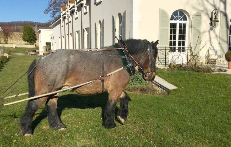 Chambre d’hôte pour 2 personnes, avec jardin et vue, animaux acceptés à Vertus - 3