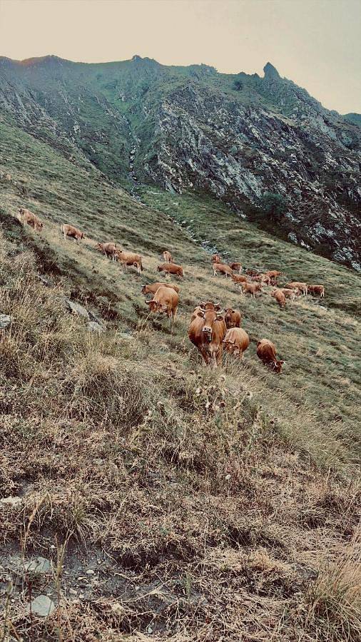 Appartement entier, L'izard in Couflens, Parc naturel régional des Pyrénées ariégeoises