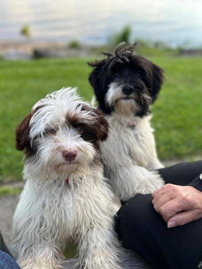 Chambre d’hôte pour 3 personnes, avec jardin ainsi que vue et sauna, adapté aux familles en Suisse - 3
