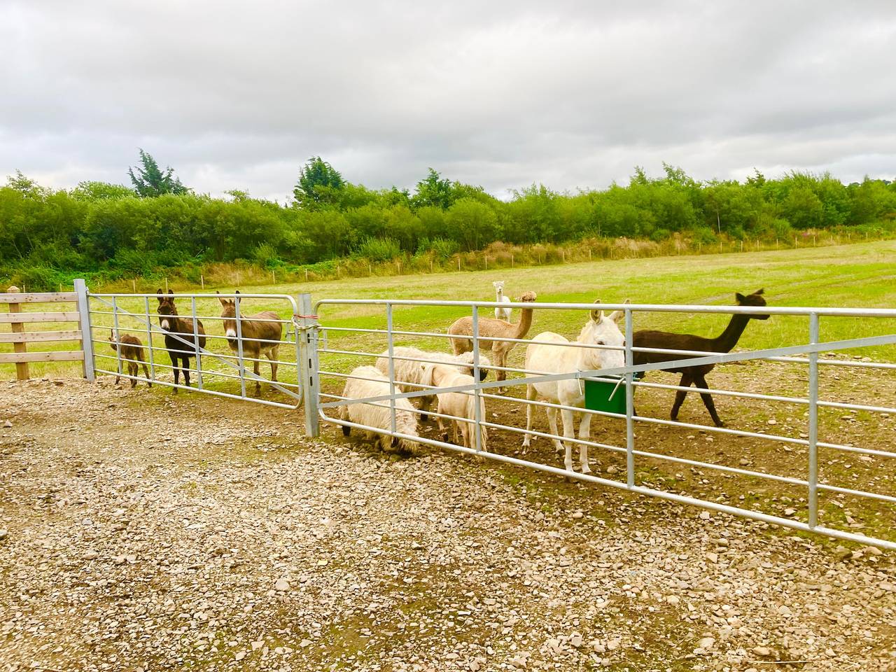 3 Bed Barn - Sleeps 4 - Parking - Golf - Alpacas in Derry, County Londonderry