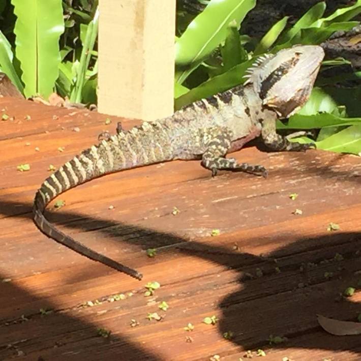 Station pour 3 personnes, avec jardin et piscine, animaux acceptés à Byron Bay - 4