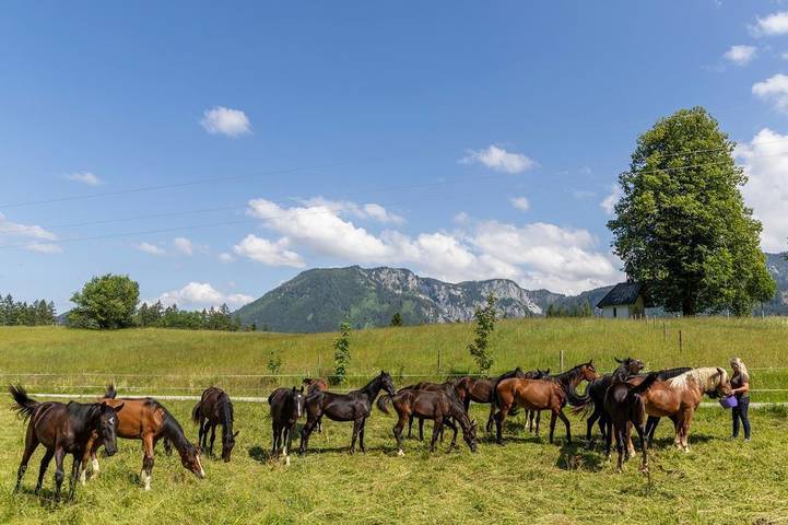 Biohof Herdengl - Ferienwohnung 1 (100qm) mit 3 Schlafräumen und großer Wohnküche in Lunz am See, Mostviertel