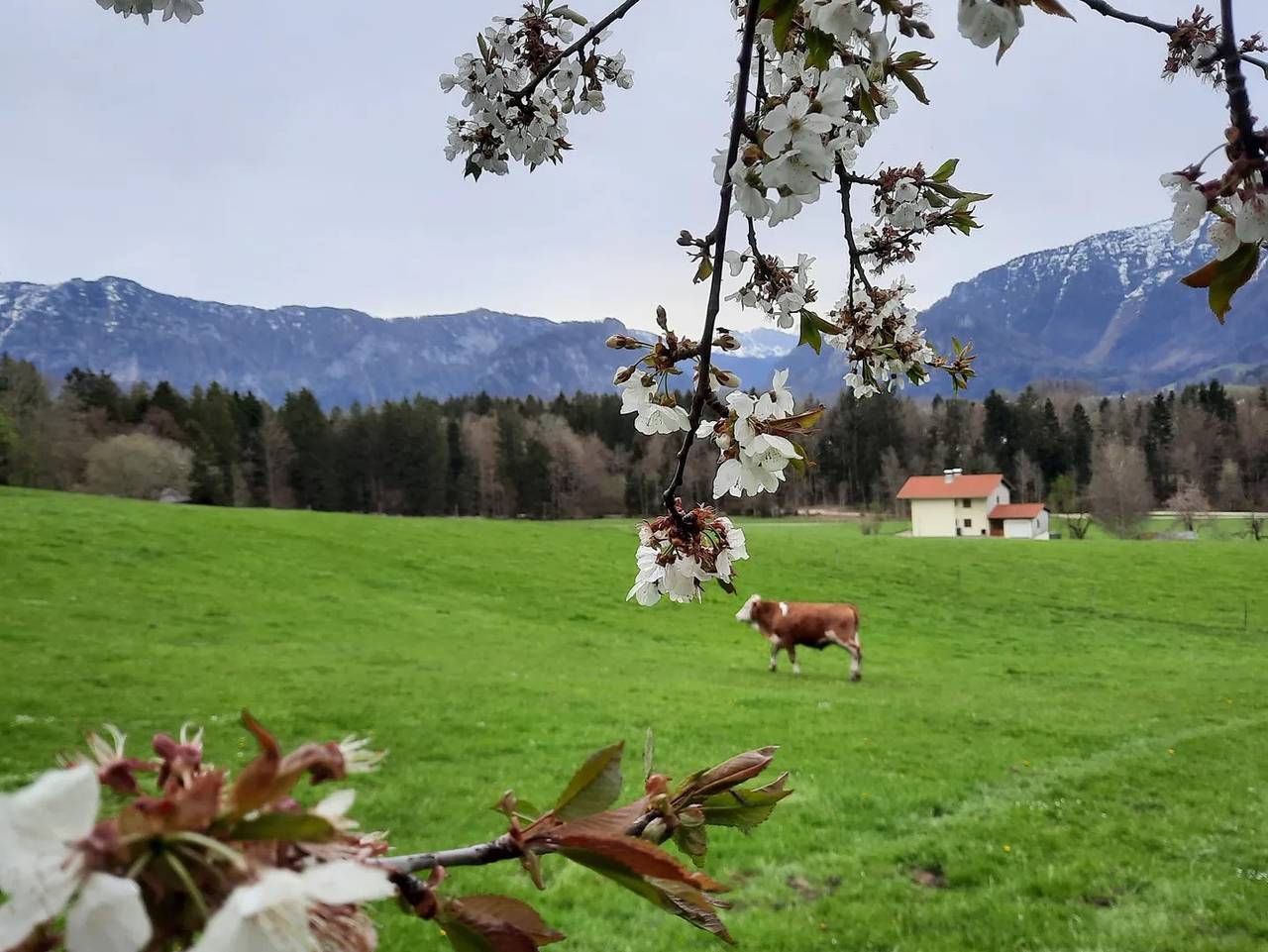 Gschwendter-Hof - Einzelzimmer in Siegsdorf, Bayerische Alpen