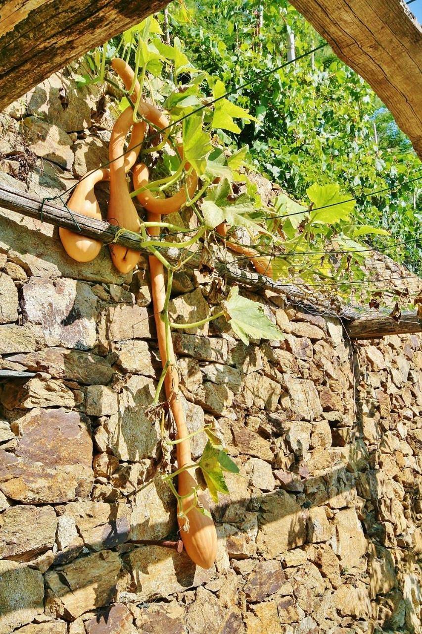 Agriturismo Costamagna in Tosse (Noli), Noli