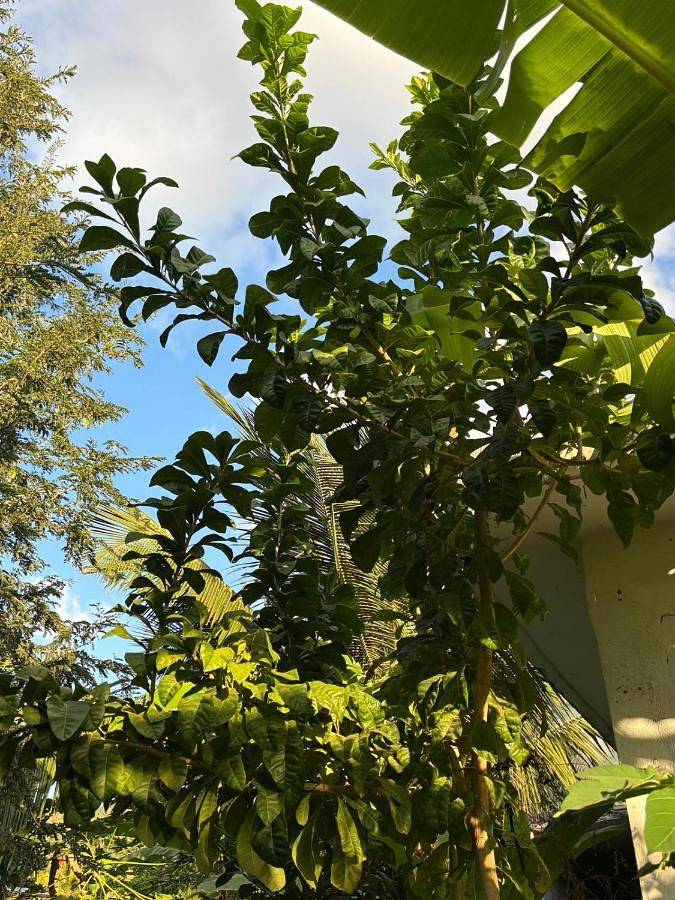 Gîte pour 4 personnes, avec terrasse ainsi que jardin et vue à Bouéni - 3