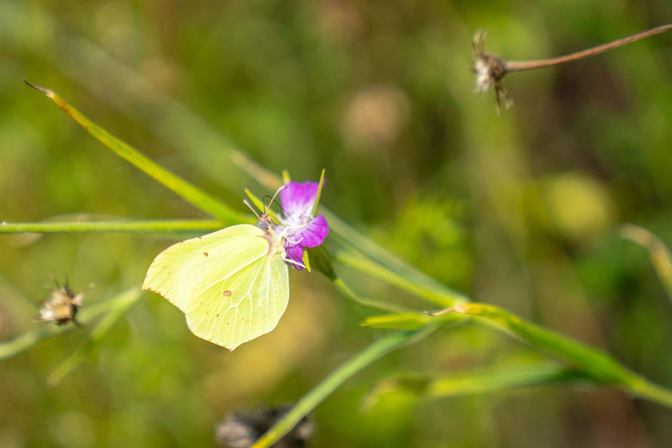 Landal Landgoed Bourtange — 6-persoons woning in Groningen region
