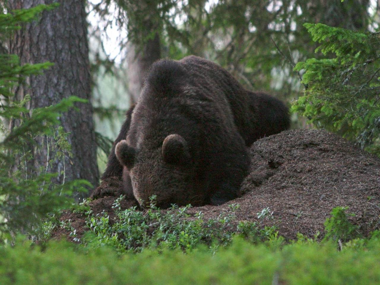 12 Personen Ferienhaus in Lidsjöberg in Strömsund, Jämtland
