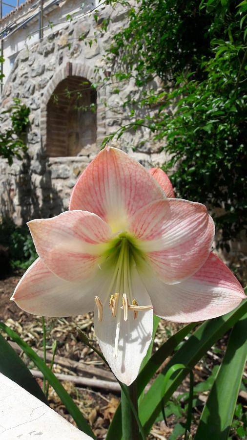 Maison d’hôte pour 2 personnes, avec jardin et vue à Hydra - 4
