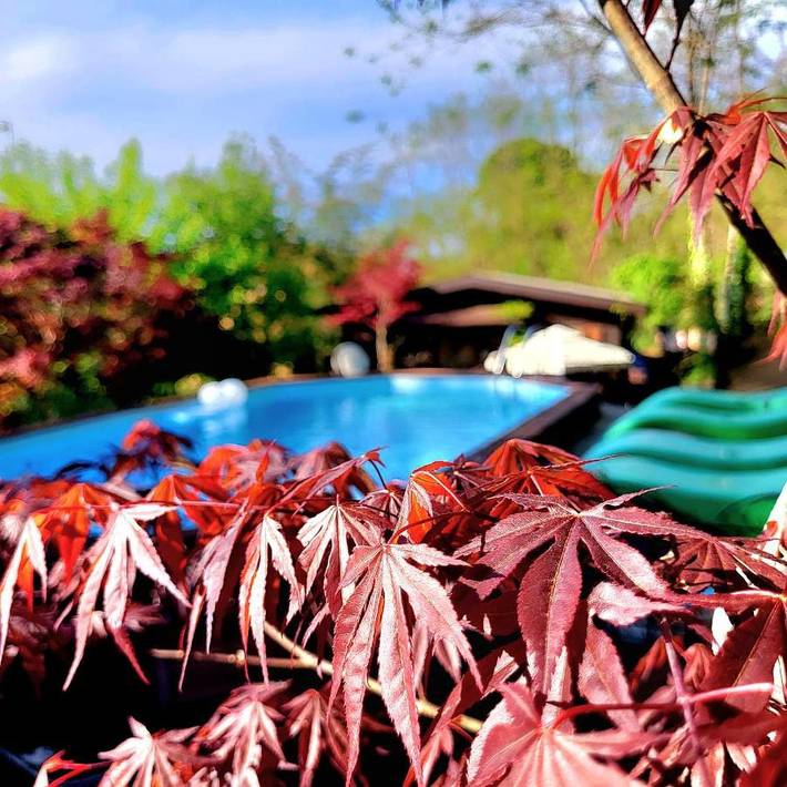 Chalet für 2 Personen, mit Ausblick und Pool sowie Sauna und Garten, mit Haustier in Lago Maggiore (Lombardei) - 3