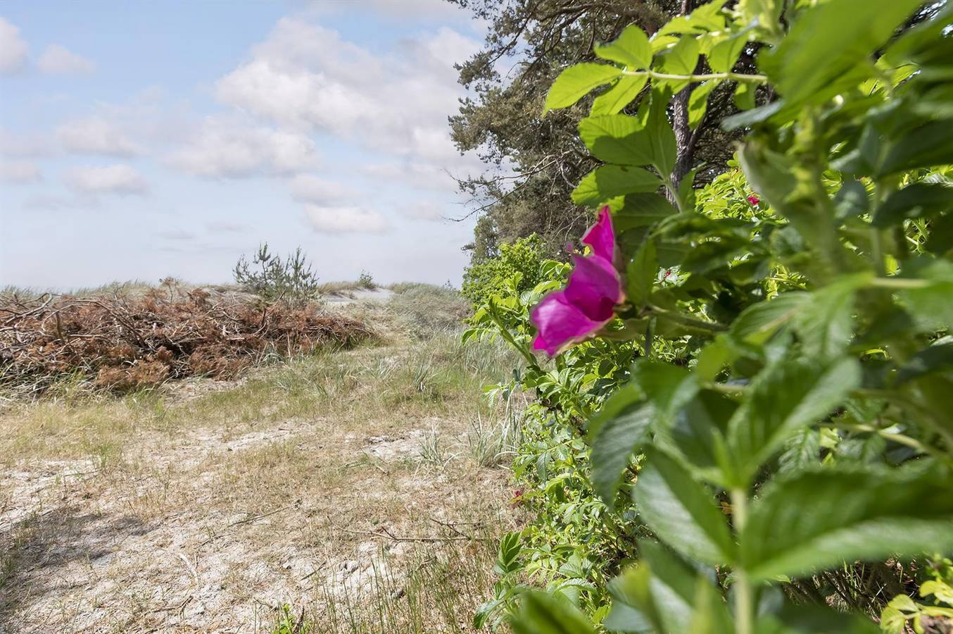 Pet friendly home in Nexø with Wifi in Dueodde, Bornholm