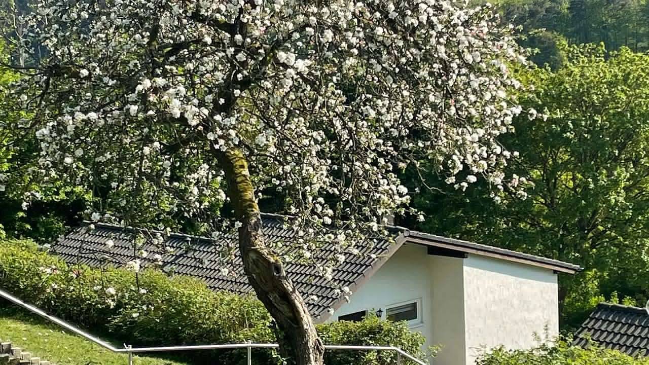 Ferienhaus für 4 Personen (78 m²) in Biersdorf am See in Biersdorf am See, Eifelkreis Bitburg-Prüm