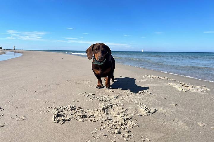 Ferienwohnung für 3 Personen, mit Haustier - 1