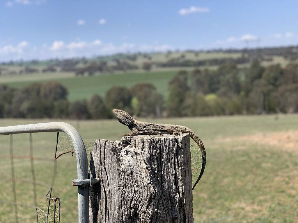 Rennwochenende / O'Connell Farm Bnb in New South Wales