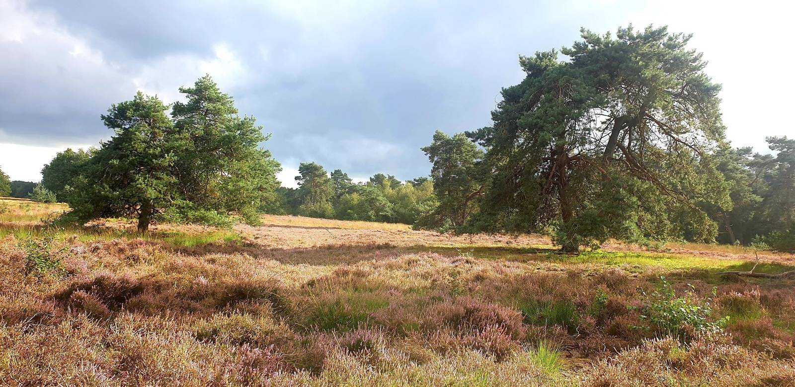 Gemütliche Holzhütte für 2 Personen mit Holzofen und Veranda in Westerbork, Drenthe in Drenthe