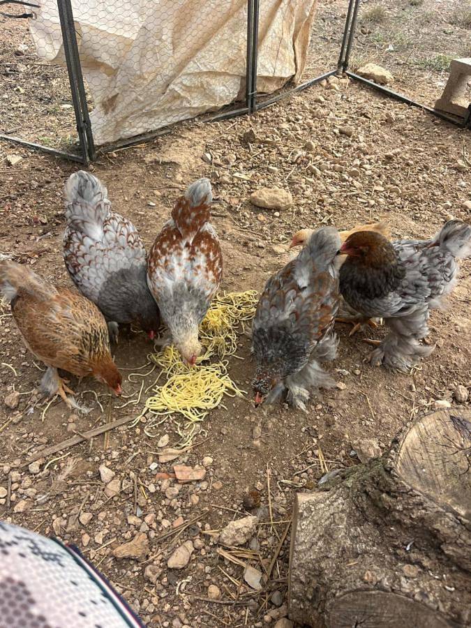 Casa rural para 2 personas, con piscina además de vistas y jardín en Yecla  - 3