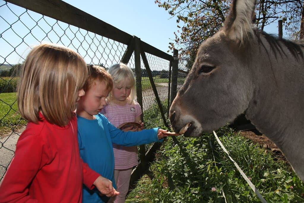 Hanauerhof - Fewo Obstgarten (50qm) für 4 Personen mit Balkon und zwei Schlafräumen in Schönsee, Naturpark Oberpfälzer Wald