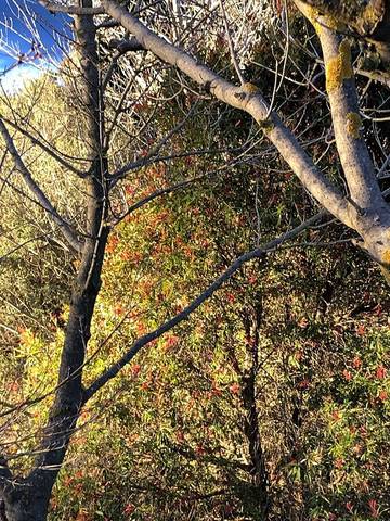 Chalet für 4 Personen in New South Wales, Bild 2