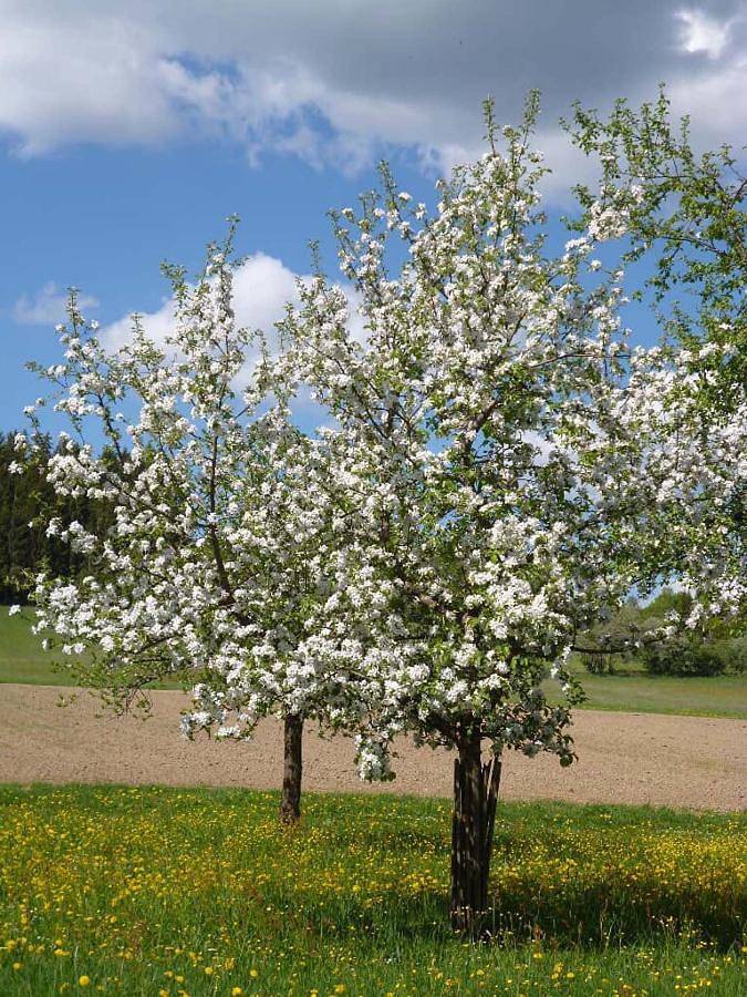 Ferienhof Naderhirn - Bauernhof - Ferienwohnung Heublume in Wegscheid, Ostbayern