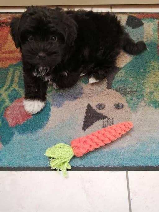 Location de vacances pour 2 personnes, avec terrasse et jardin dans Semoy - 4