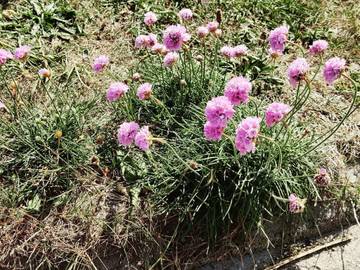 Ferieudlejning til 6 Personer i Thorsminde, Vesterhavet, Billede 4