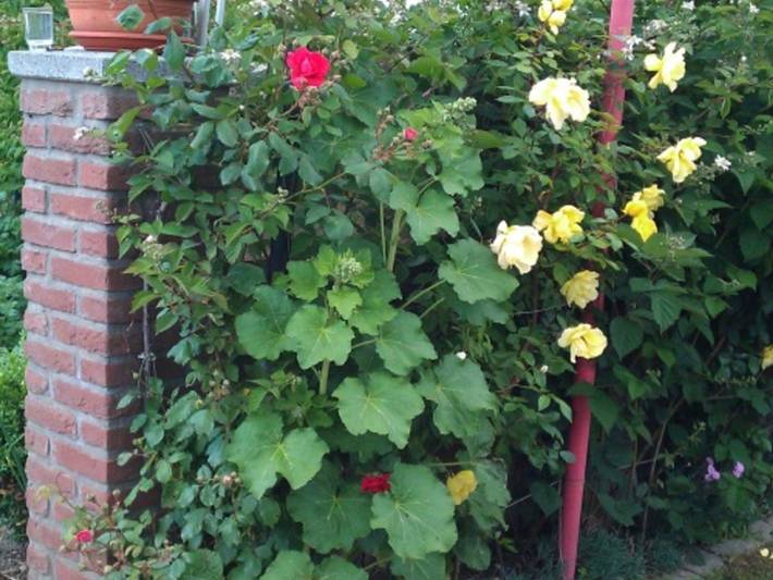 Ferienwohnung für 3 Personen, mit Garten und Terrasse, kinderfreundlich in Sierksdorf - 3