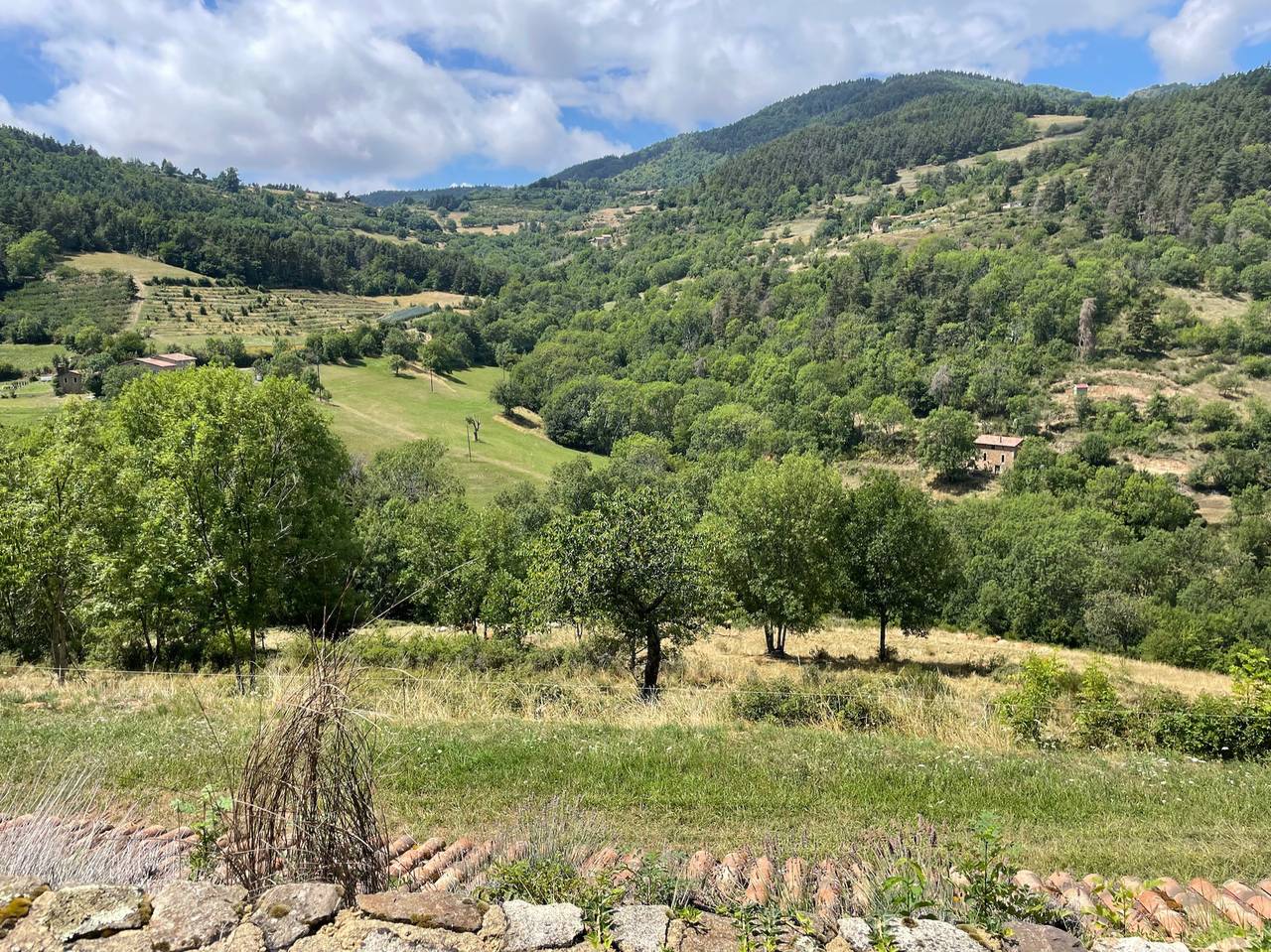 Le lézard des murailles  in Empurany, Région de Tournon-sur-Rhône