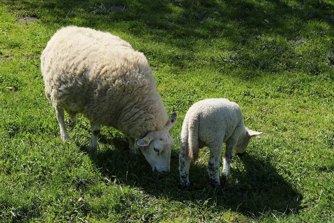 Ganze Ferienwohnung, Naturlandhof Mitterer - Ferienwohnung 1 mit Terrasse für max. 6 Personen in Seebruck, Chiemsee