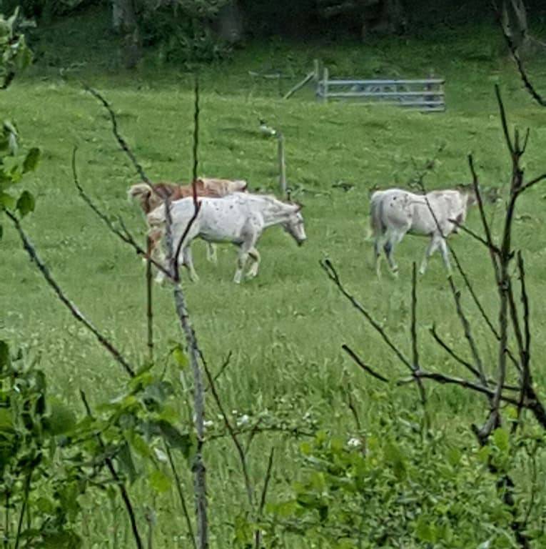 Campingplatz Nr. 3! Zeltcamping in der Nähe des Dupont State Forest! in Transylvania County