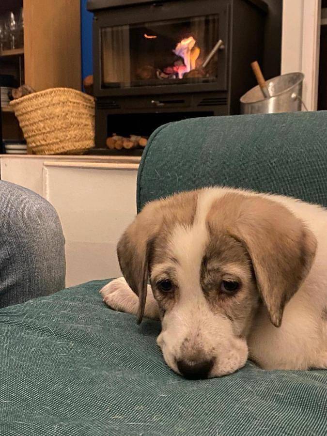 Casa de vacaciones para 8 personas, con piscina además de jardín y vistas en Comarca de Riaza - 4