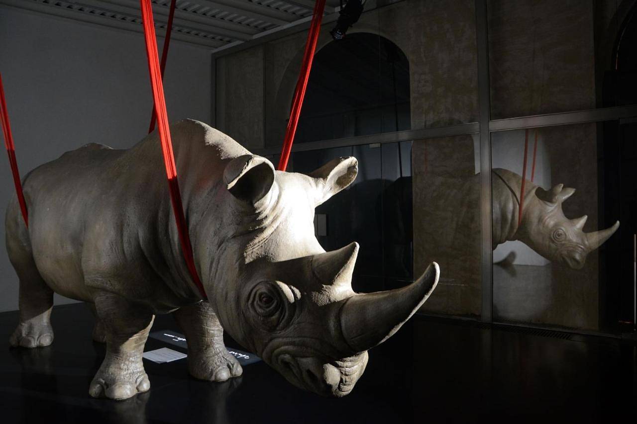 Rhinoceros in Centro de Roma, Roma