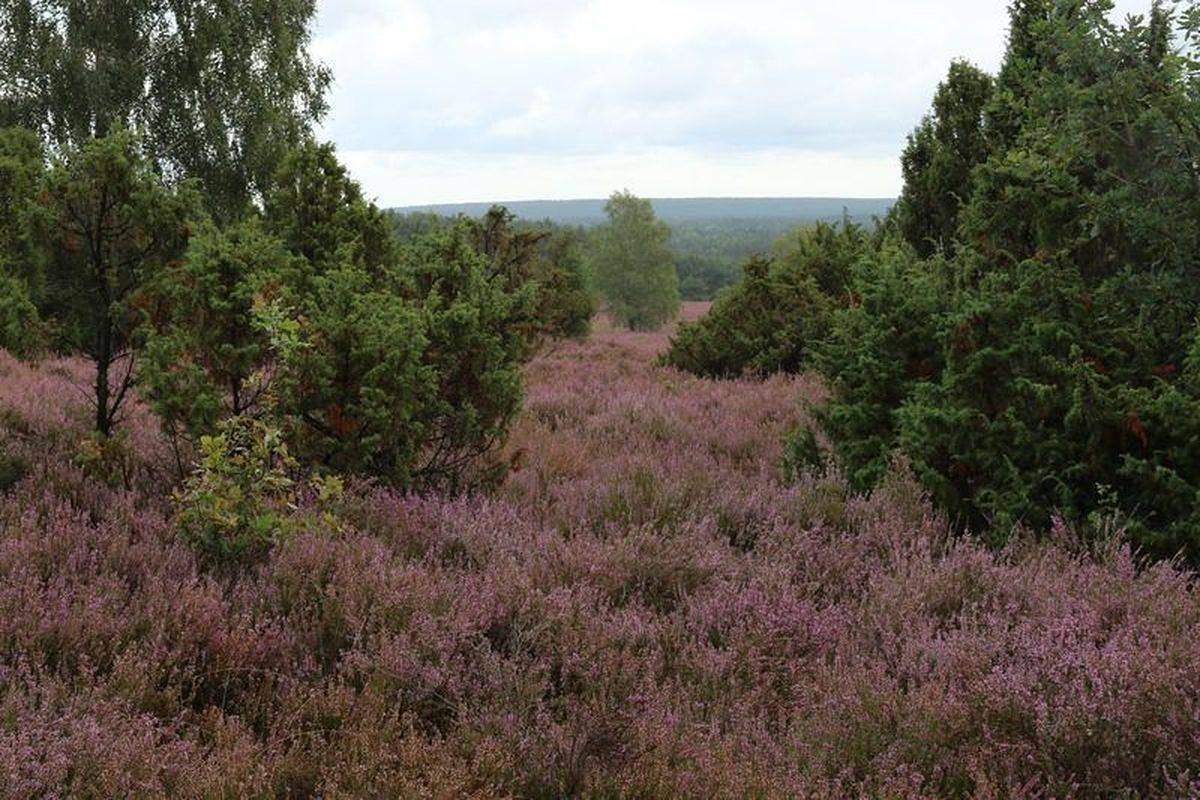 Ganze Ferienwohnung, Appartement/Fewo, Dusche und Bad, Wc, 1 Schlafraum in Hermannsburg, Naturpark Südheide