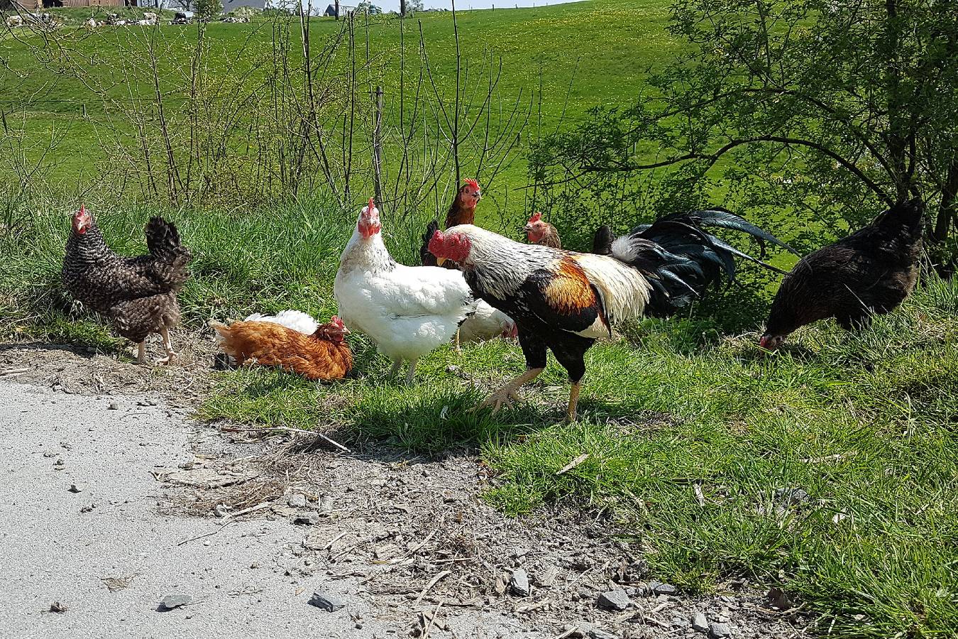Ferienwohnungen Schellen Hof - 2 Laubrascheln, 67qm, 2 Schlafzimmer, max. 4 Personen in Sundern, Hochsauerlandkreis