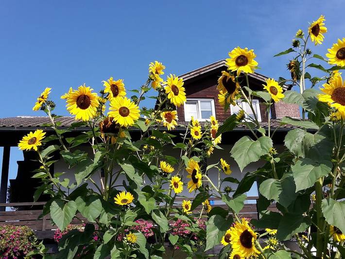 Ferienwohnung für 4 Personen, mit Garten und Balkon in Regen (Ostbayern) - 3